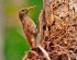 Duida Woodcreeper (Lepidocolaptes duidae)