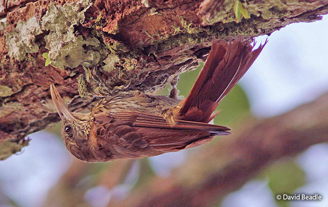 duida-woodcreeper