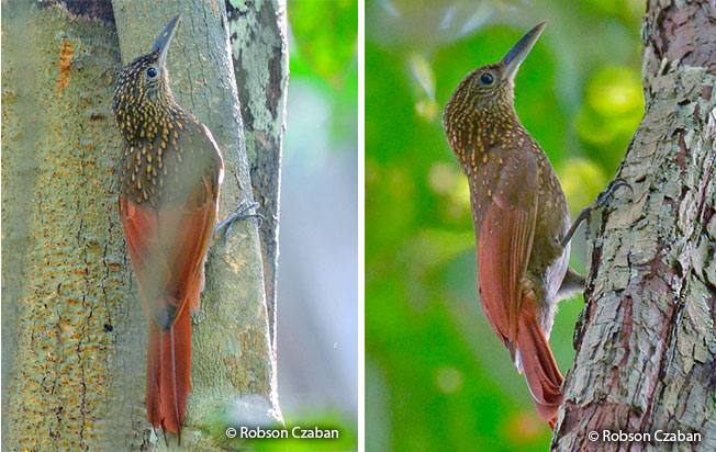 elegant_woodcreeper