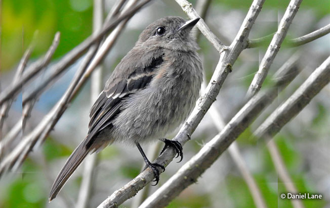 jelskis_black_tyrant