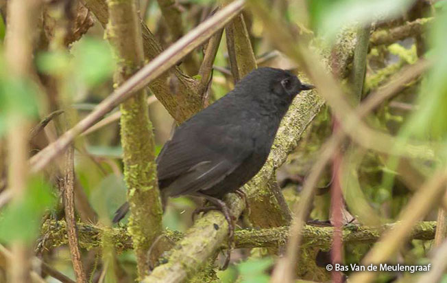 junin_tapaculo