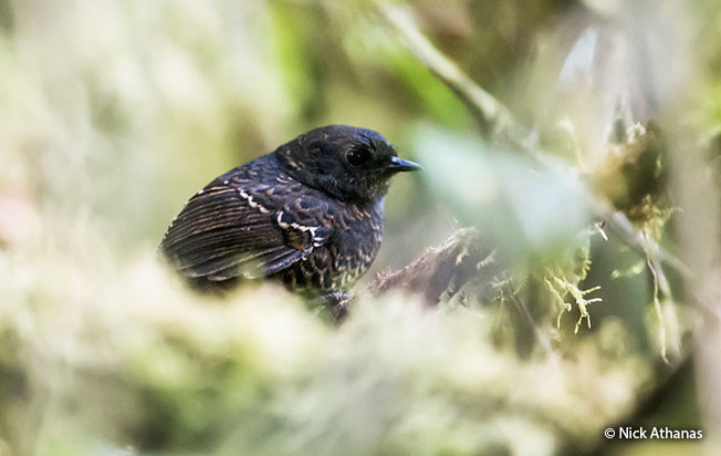 junin_tapaculo