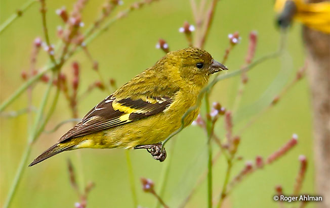 olivaceous siskin
