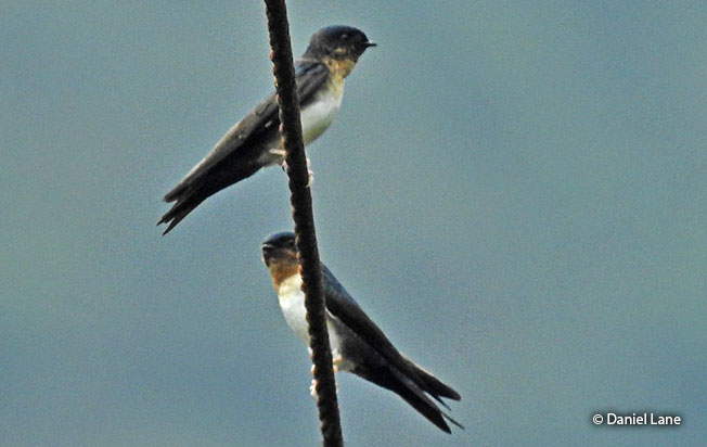 pale-footed swallow
