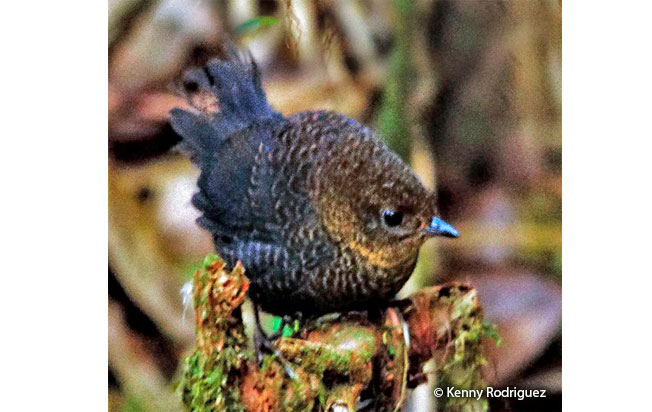 rufous-vented_tapaculo