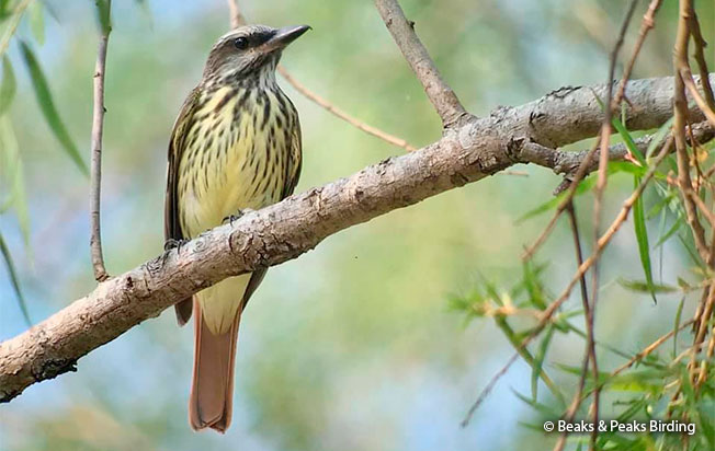 sulphur-bellied Flycatcher