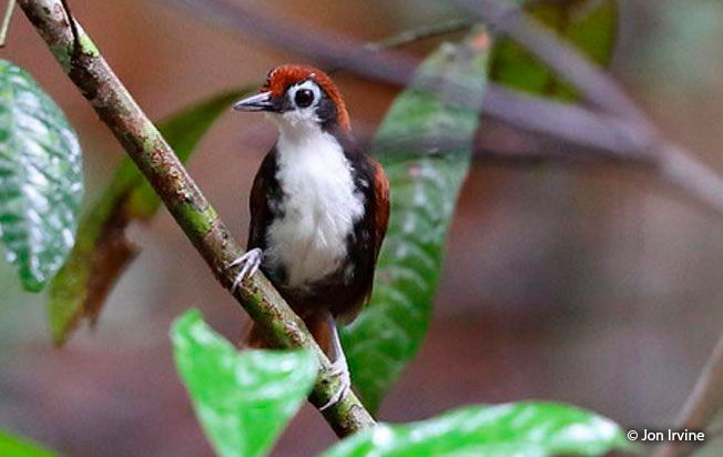 white-cheeked_antbird