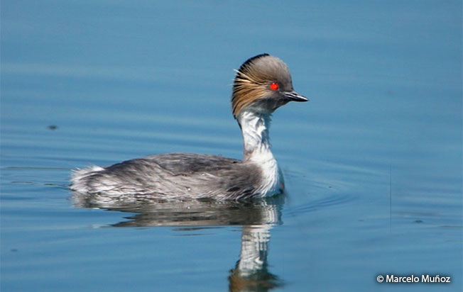 Silvery-Grebe