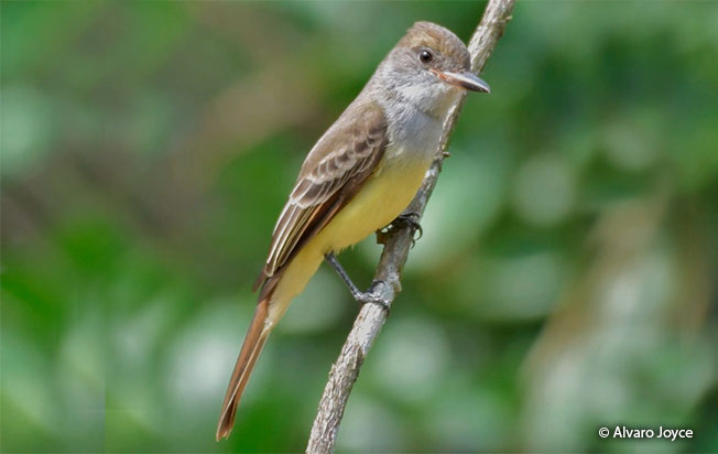 brown-crested flycatcher