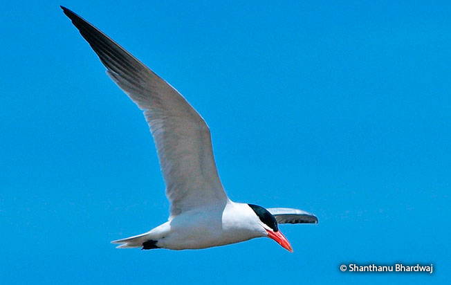 caspian tern