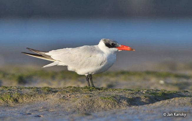 caspian tern