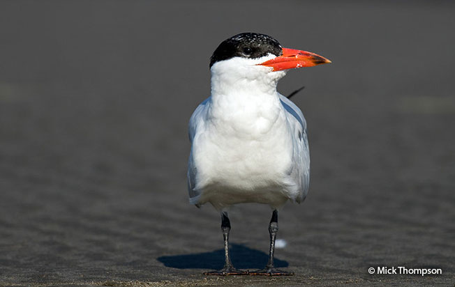 caspian tern
