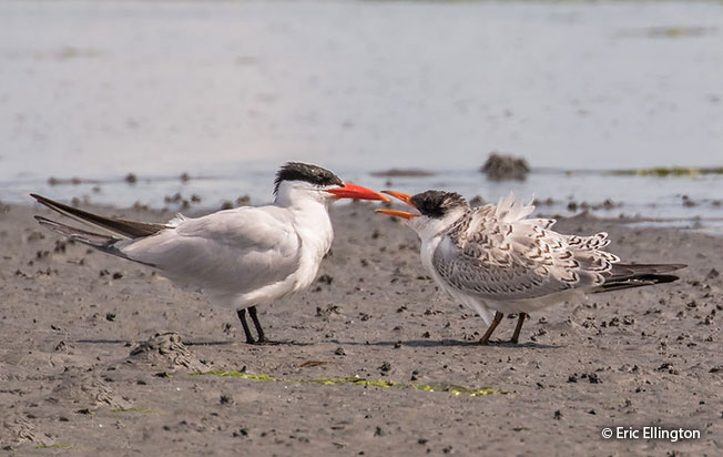 caspian tern