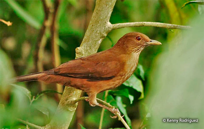 varzea thrush