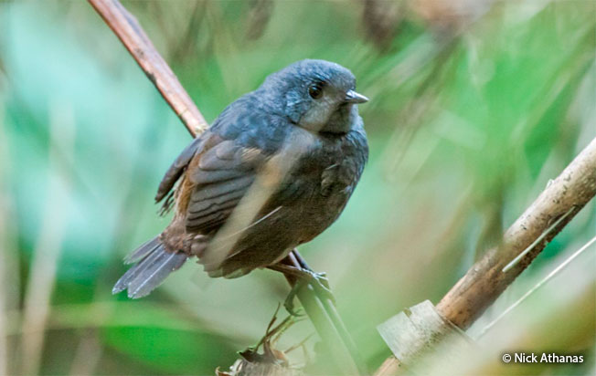 chusquea tapaculo