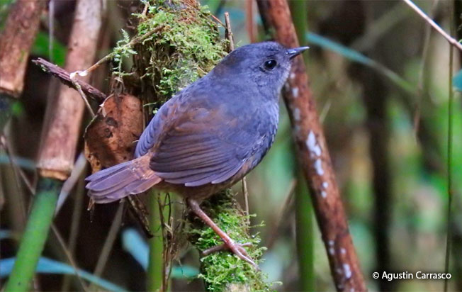 chusquea tapaculo
