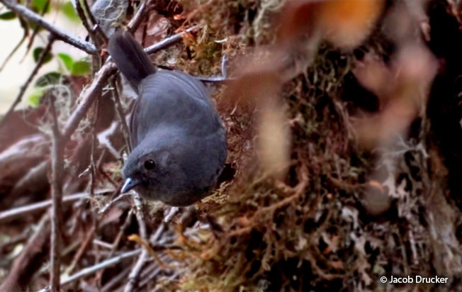 trilling tapaculo