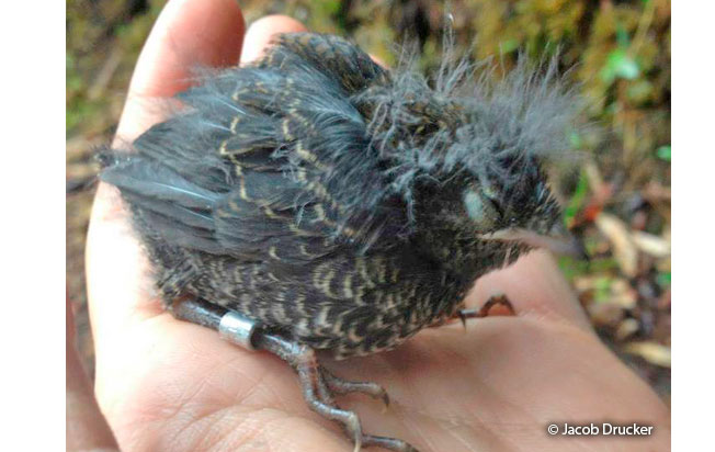 trilling tapaculo juvenile