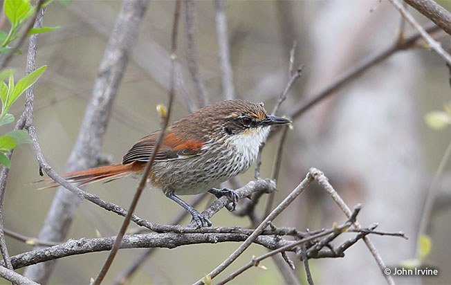 chinchipe spinetail