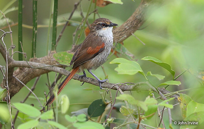 chinchipe spinetail