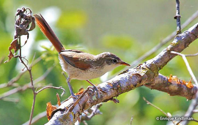 chinchipe spinetail