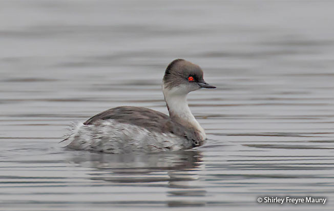 silvery grebe