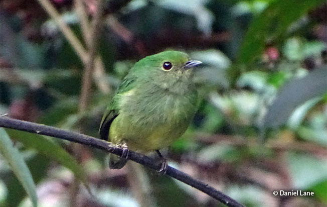cerulean capped manakin