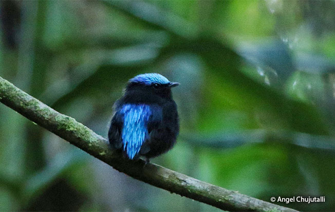 cerulean capped manakin