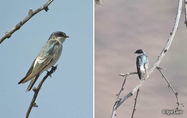 tumbes swallow