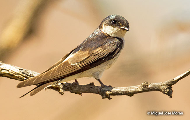 tumbes swallow