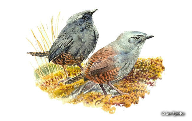 jalca tapaculo