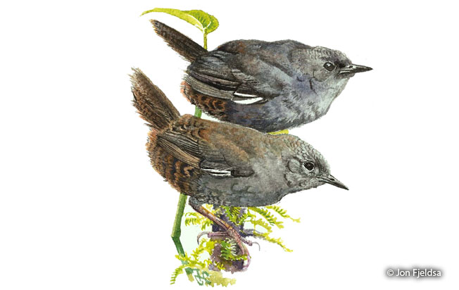 white-winged tapaculo image
