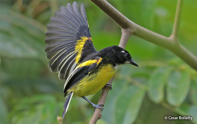 black-backed tody-flycatcher