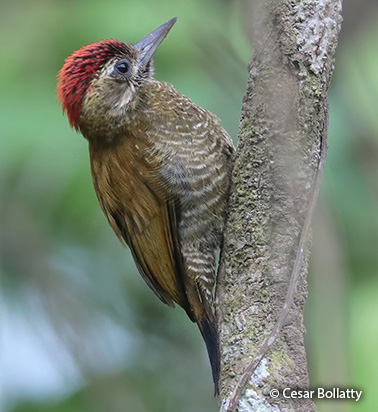 little woodpecker