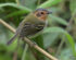 Ochre-faced Tody-Flycatcher (Poecilotriccus plumbeiceps)