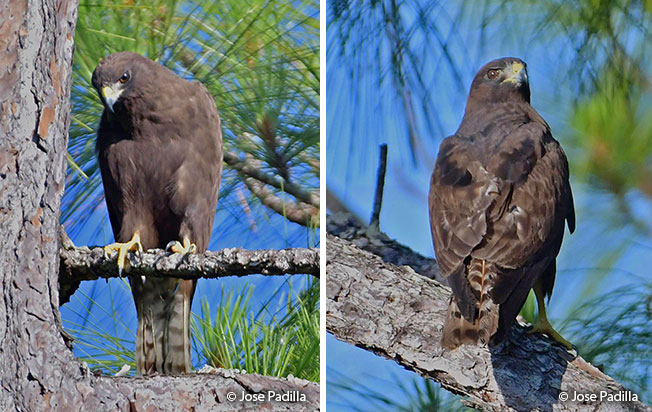 short-tailed hawk dark morph