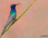 Swallow-tailed Hummingbird (Eupetomena macroura)