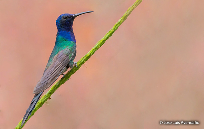 swallow-tailed hummingbird