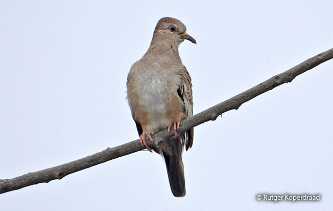 croaking-ground-dove
