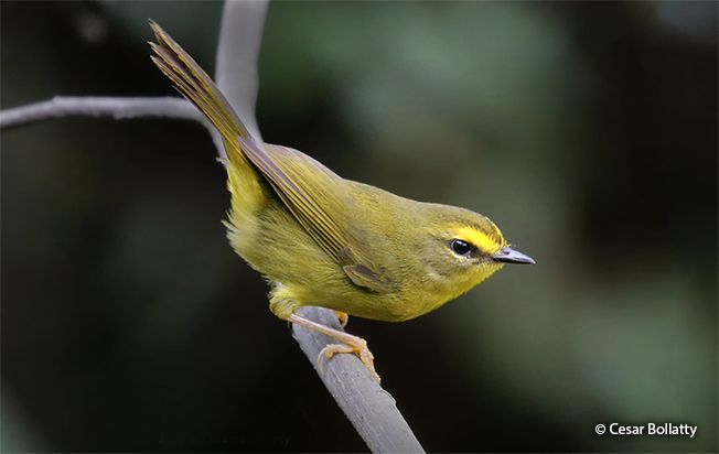pale-legged warbler