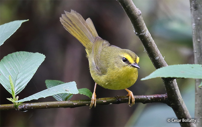 pale-legged warbler