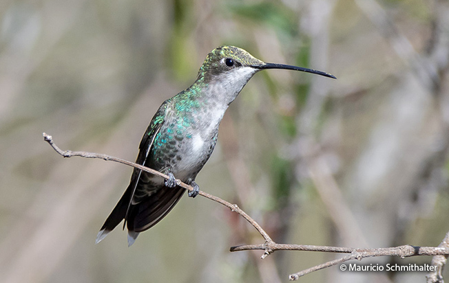 blue-tufted starthroat female