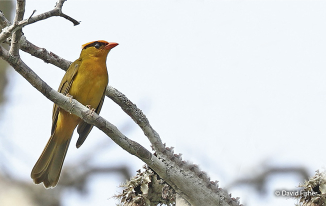 inti tanager