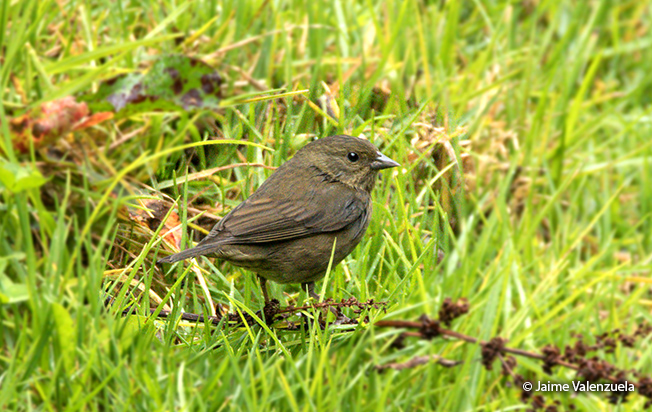 slaty finch female