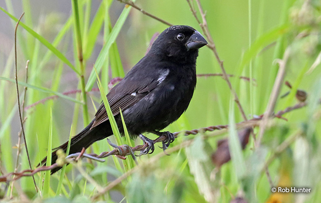 thick-billed seed-finch